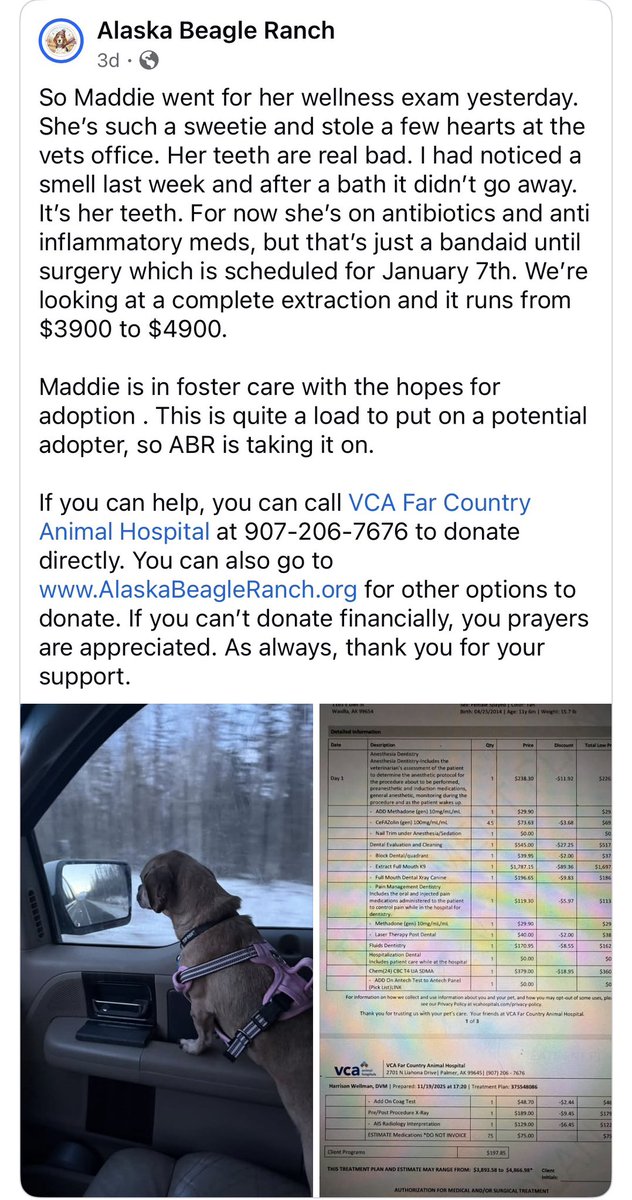 The Alaska Beagle Ranch needs your help. Maddie needs major dental work. If you can help, ways to donate are on the website and picture in this post  alaskabeagleranch.org
