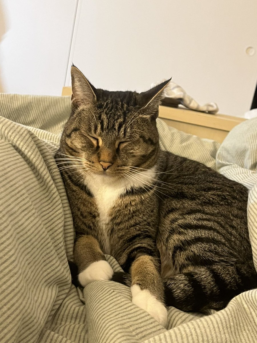 Mungbeanster's tweet image. under attack from the eepies