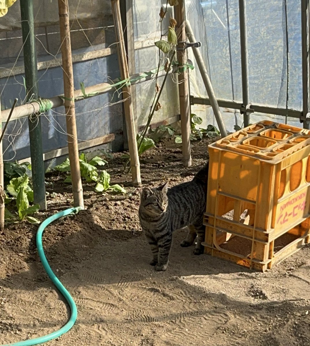 昨日祖父母のハウスで農作業してたら鳴き声が。なんだろうと思ったらハウス内に迷子が入ってきた🐈何処から来たのかねぇ🥲