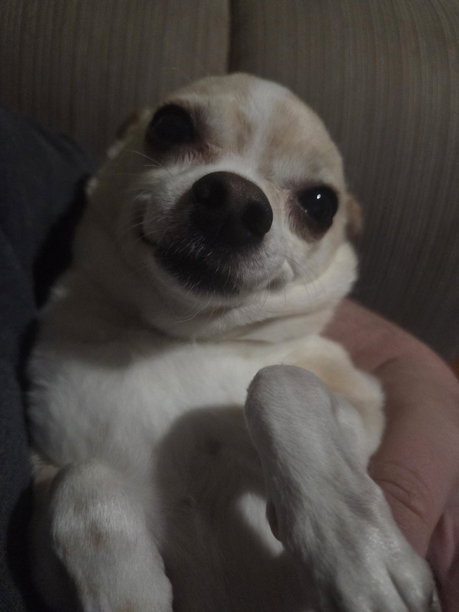 Posting a random picture of Ginger I just took bc I loved it, figured I'd share it with the TL