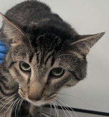 PeterAskin1's tweet photo. NYC ACC may kill "Sinby" & many more
but not too late save him from the killing floor!
Adoption of this boy would be an amazing thing
& he'll soak up all the love you can bring!
Adopt from a New Hope rescue fine
or pledge & when safe we'll get a sign!
Tag @AdamsPaulGrimke with pledges!
VERY URGENT!🙏
https://t.co/EGgxWl4goa #nycacc #boroughbred
