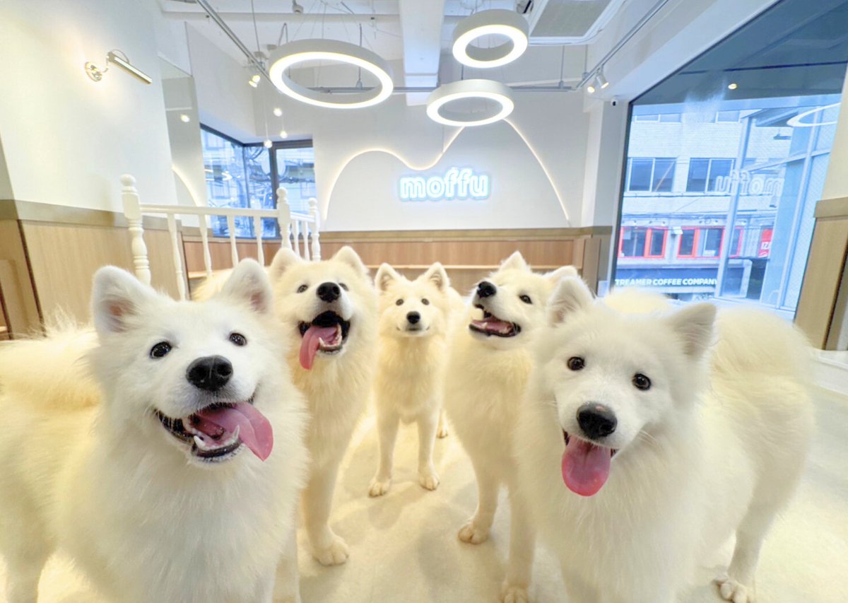 samoyedmoffu's tweet photo. Instagramでも僕たちの日常やイベント、お得な情報を発信しているよ✨️

フォローして僕たちを見守ってね🐾

[原宿店]
https://t.co/AV3i1YoHvk

[竹下通り店]
https://t.co/E0r3ezefQs

[大阪心斎橋店]

https://t.co/wZ5mDfgi9G https://t.co/eVtfH0wwKT