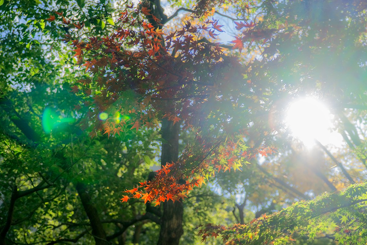 waseda_univ_WUL's tweet photo. 🍂図書館員の「だれかさん」が、図書館で「ちいさい秋」をみつけました…📷✨
中央図書館のそばで色づき始めた紅葉、ほわっと季節のスイッチが入りました📚💭
読書の秋、勉強の秋、ひと休みの秋。
あなたも「ちいさい秋」、見つけましたか…？🍁
#WUL https://t.co/xEM8WutfzA