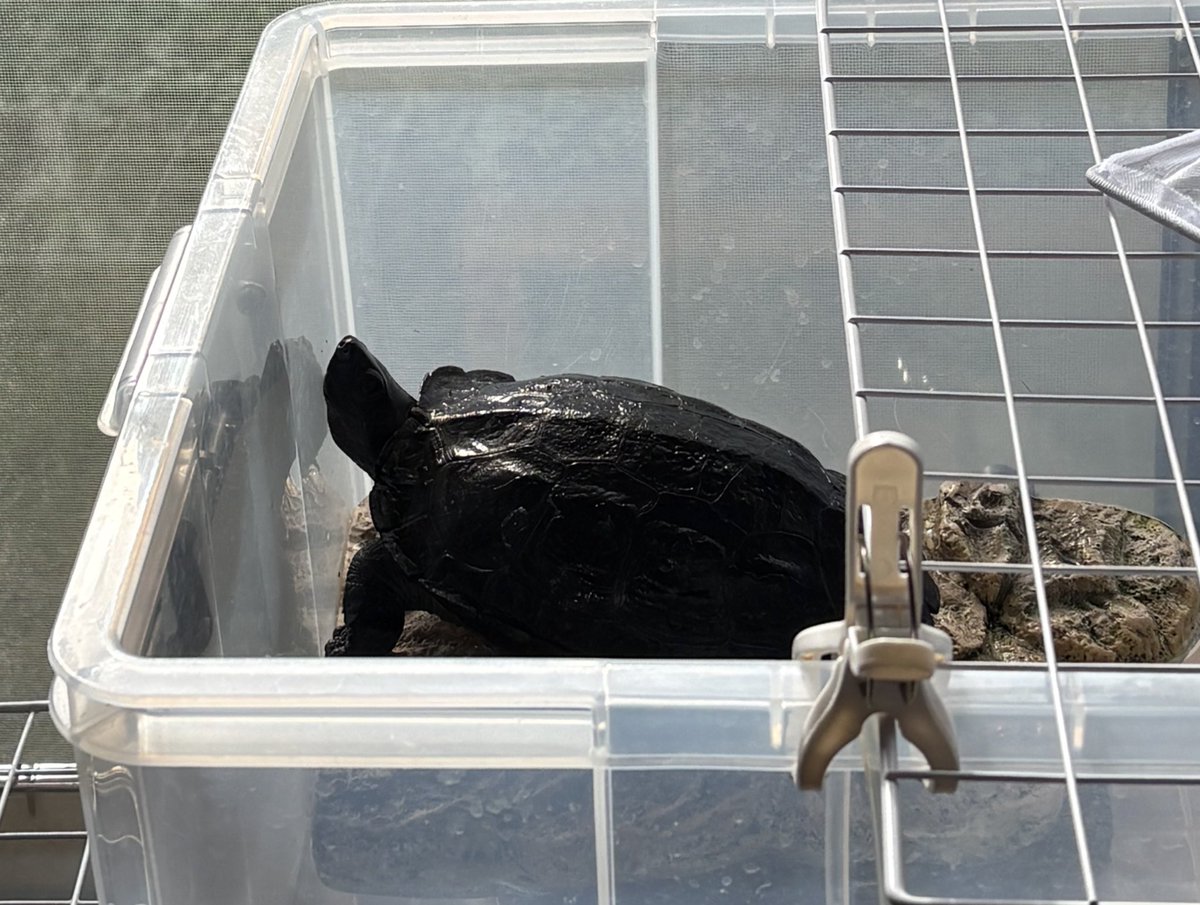 連休最終日、のどかな朝です