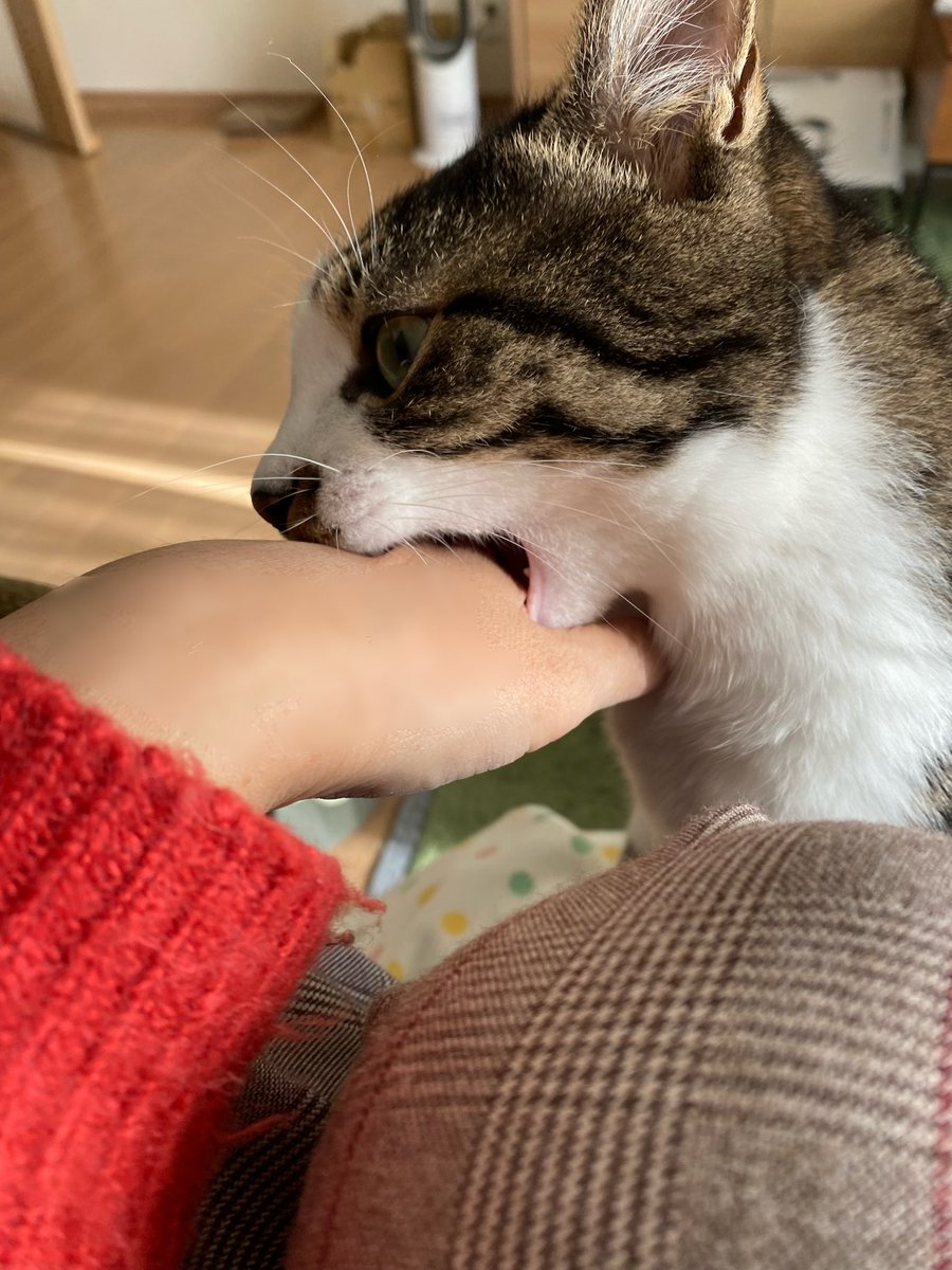 イダダダダっ
噛まにゃいでください