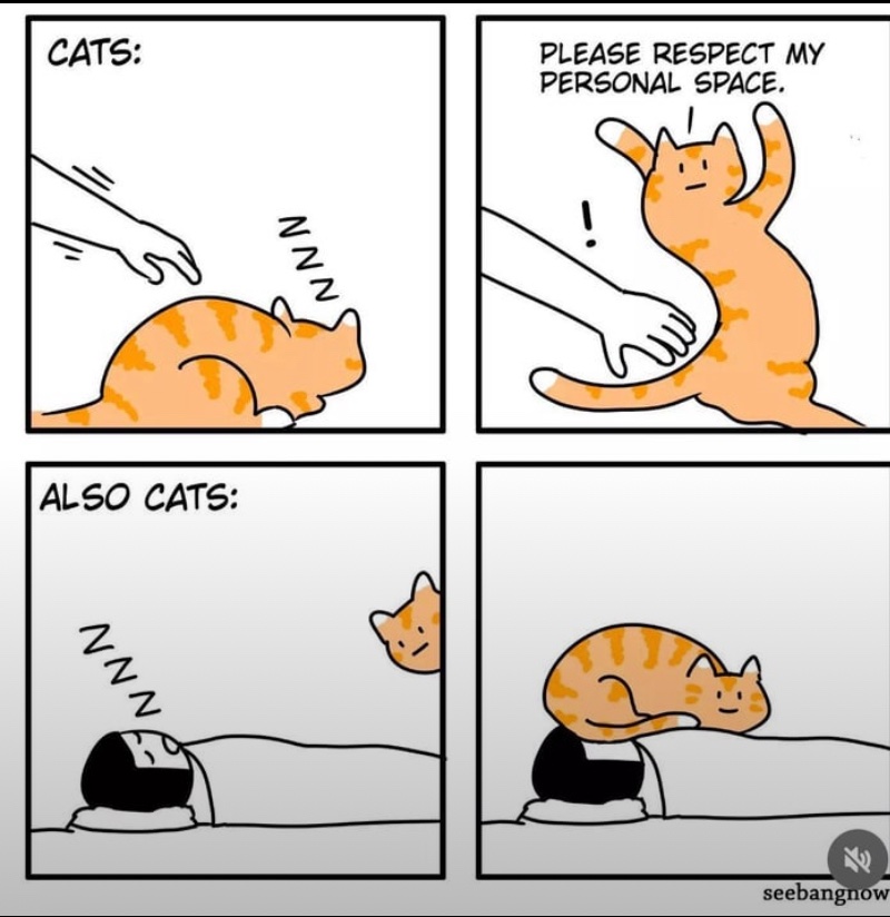 catshealdeprsn's tweet image. 