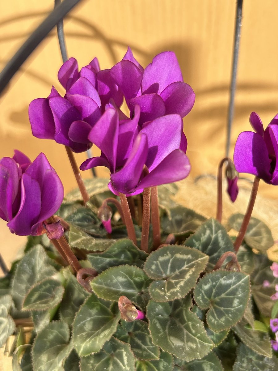 kotomi751ko's tweet image. 何ヶ月振りか？趣味の園芸🪴

欲しかったシクランのドラゴンとアリッサムを寄せ植えた🪏アリッサム盛り盛りなっていく予定にしてますw😊
あーかわいい💜🌱

あとビオラ買ってるから植えないとやけど久しぶりすぎて1鉢したら疲れたので次回に😅

＃寄植え
＃シクラメン
＃ガーデニング
＃アリッサム