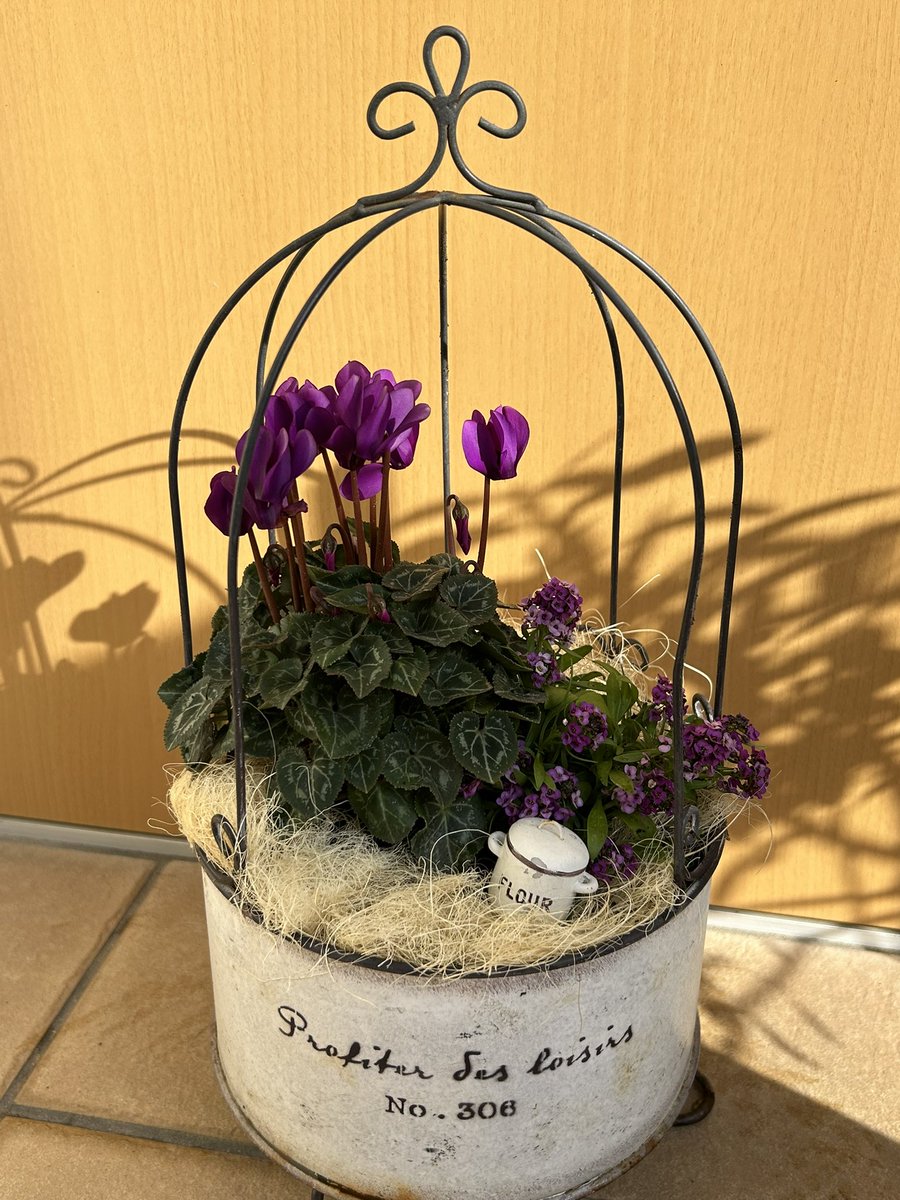 kotomi751ko's tweet image. 何ヶ月振りか？趣味の園芸🪴

欲しかったシクランのドラゴンとアリッサムを寄せ植えた🪏アリッサム盛り盛りなっていく予定にしてますw😊
あーかわいい💜🌱

あとビオラ買ってるから植えないとやけど久しぶりすぎて1鉢したら疲れたので次回に😅

＃寄植え
＃シクラメン
＃ガーデニング
＃アリッサム