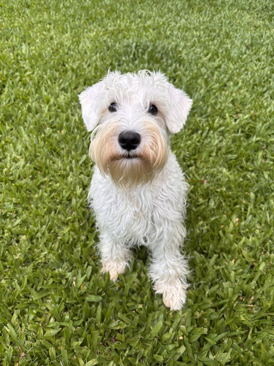 lodeale2's tweet image. Zoilo