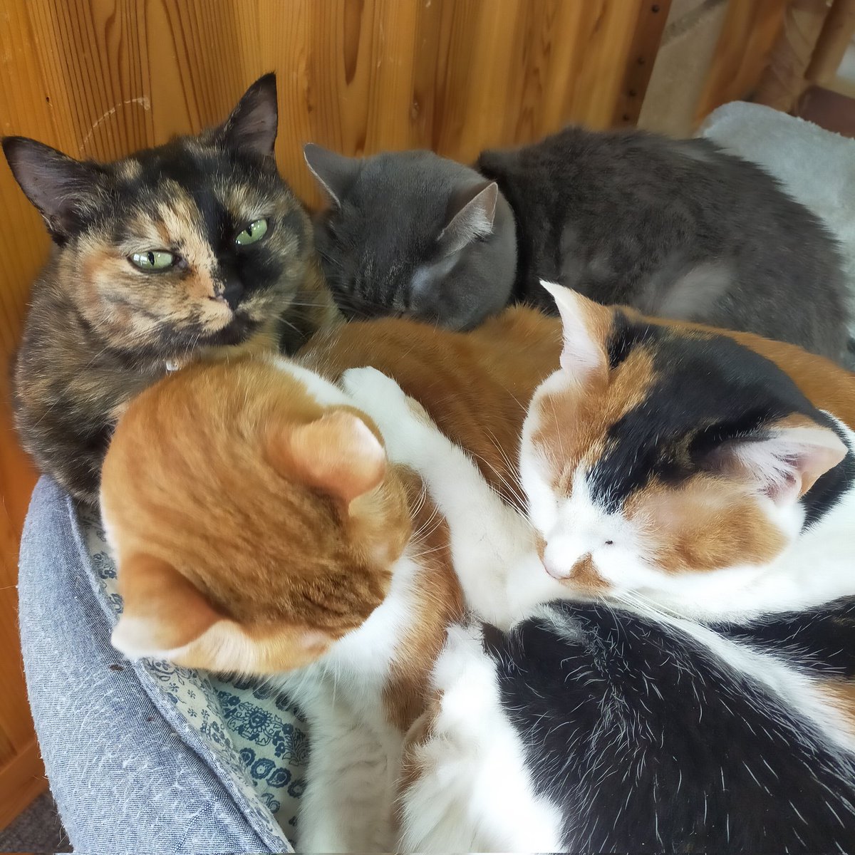 aizu_megoneko's tweet image. 冬空の月曜日
#會津めごねこ 4の付く日ですが営業中です

空気が冷たい〜っ☃
厚着してお出掛けください

猫との触れ合いにどうぞお気軽に🐱

#明日はお休み
#11匹のめごい猫に逢いに来てね
#触れ合える猫カフェ
#猫休日
#24日は営業
#25日は休業
#11月も不定休
#固定ポスト見てね
#会津 ＃cat