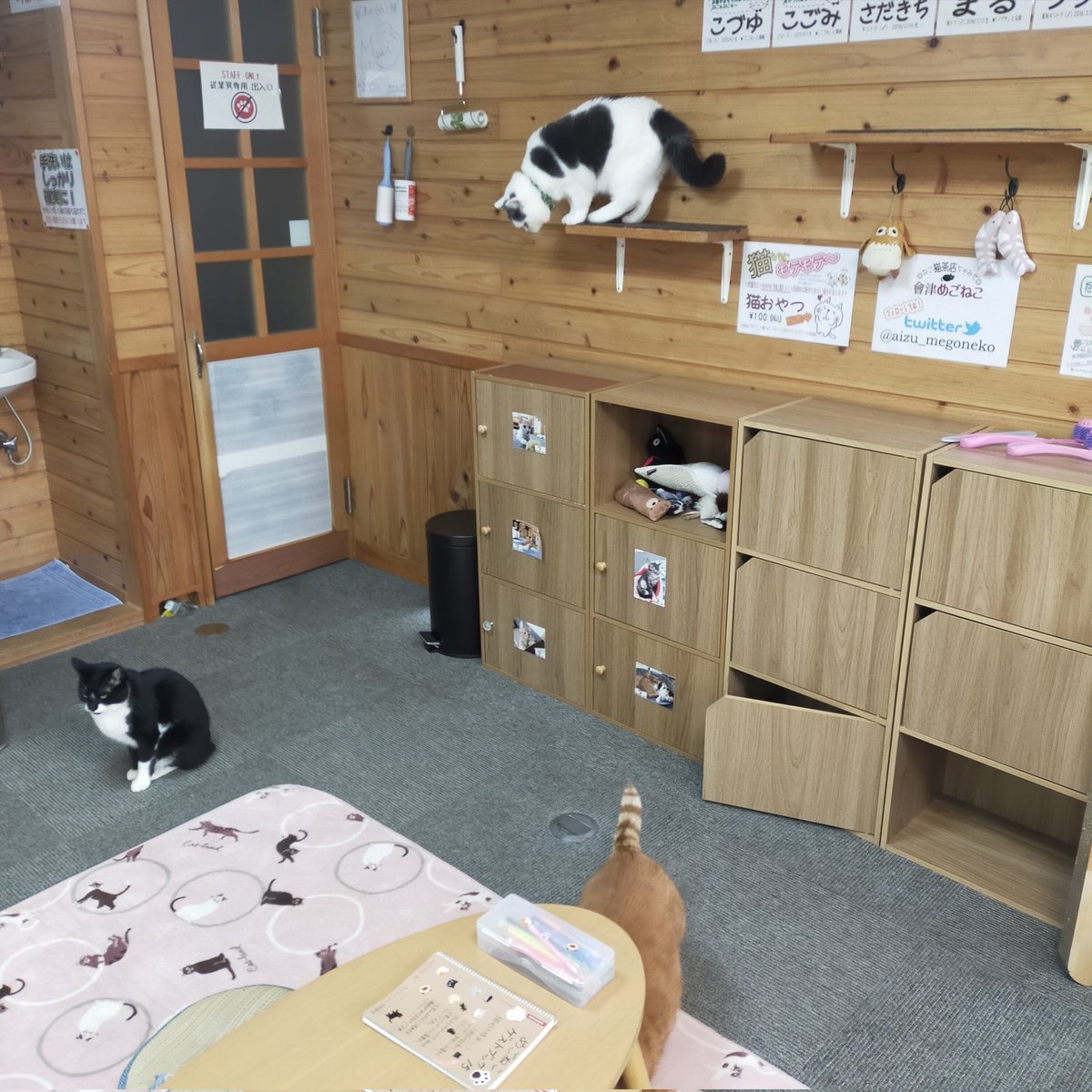 aizu_megoneko's tweet image. 冬空の月曜日
#會津めごねこ 4の付く日ですが営業中です

空気が冷たい〜っ☃
厚着してお出掛けください

猫との触れ合いにどうぞお気軽に🐱

#明日はお休み
#11匹のめごい猫に逢いに来てね
#触れ合える猫カフェ
#猫休日
#24日は営業
#25日は休業
#11月も不定休
#固定ポスト見てね
#会津 ＃cat