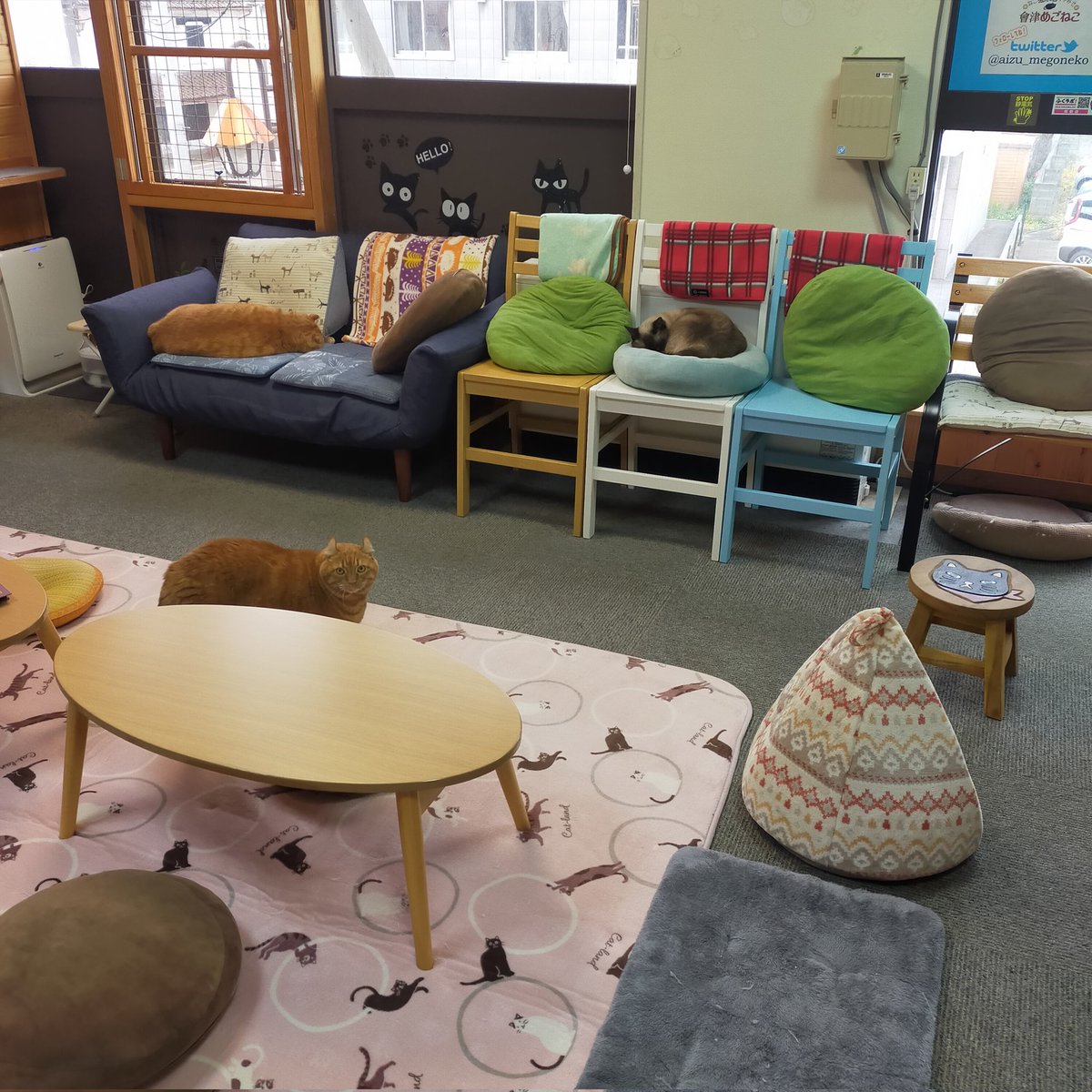 aizu_megoneko's tweet image. 冬空の月曜日
#會津めごねこ 4の付く日ですが営業中です

空気が冷たい〜っ☃
厚着してお出掛けください

猫との触れ合いにどうぞお気軽に🐱

#明日はお休み
#11匹のめごい猫に逢いに来てね
#触れ合える猫カフェ
#猫休日
#24日は営業
#25日は休業
#11月も不定休
#固定ポスト見てね
#会津 ＃cat