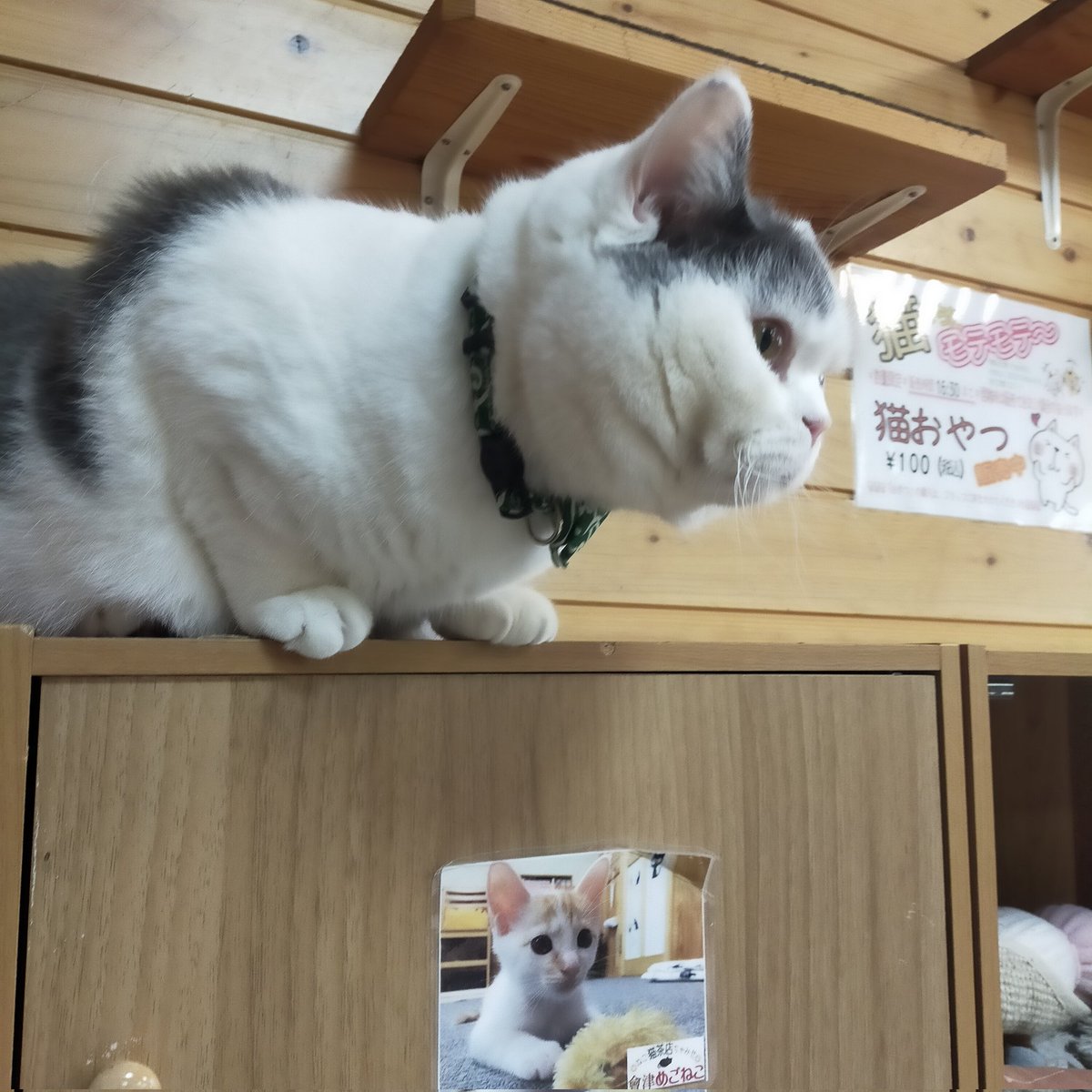 aizu_megoneko's tweet image. 冬空の月曜日
#會津めごねこ 4の付く日ですが営業中です

空気が冷たい〜っ☃
厚着してお出掛けください

猫との触れ合いにどうぞお気軽に🐱

#明日はお休み
#11匹のめごい猫に逢いに来てね
#触れ合える猫カフェ
#猫休日
#24日は営業
#25日は休業
#11月も不定休
#固定ポスト見てね
#会津 ＃cat