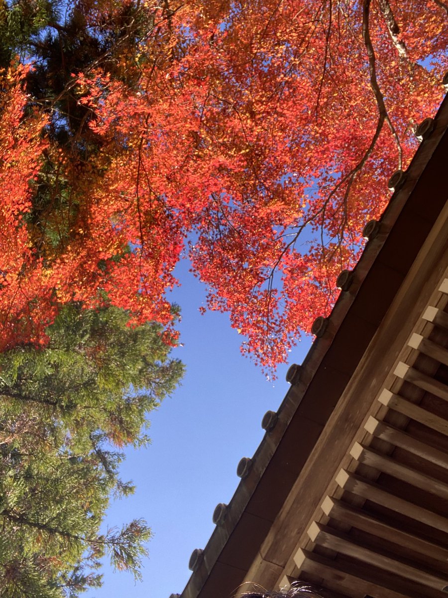 【骨休めの休日旅】その3

🍁紅葉🍁やっぱり観たい❣️
名所・大雄山最乗寺へGO🚗
めちゃくちゃ綺麗で大満足😍
初めて来たけど、とっても素敵な大きなお寺です。
欲張らず、超軽めに散策👟
#大雄山最乗寺