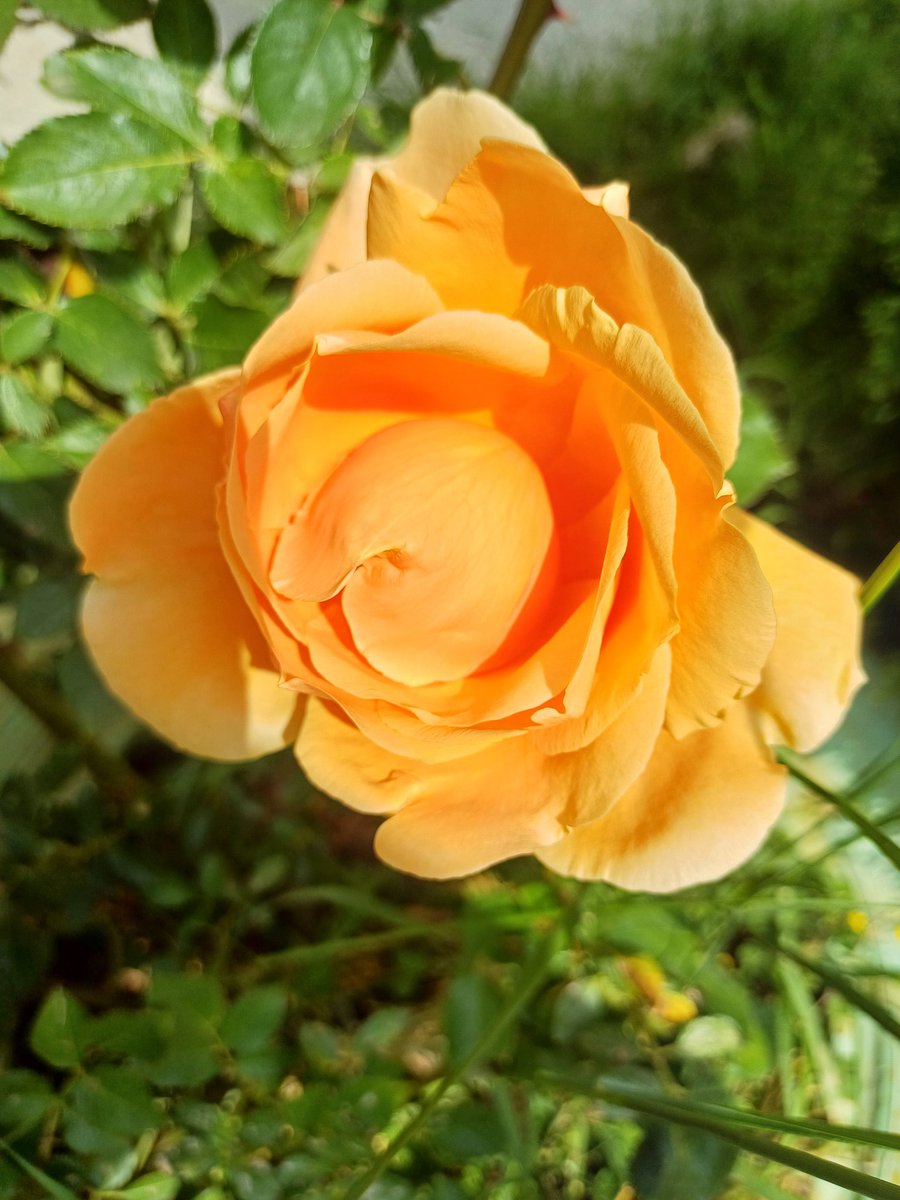 dimiborislavova's tweet image. &quot;Нека благодарността е възглавницата, на която коленичиш, за да кажеш нощната си молитва. 
И нека вярата бъде мостът, който строиш, за да преодолееш злото и посрещнеш доброто.&quot;
Мая Анджелоу 
Добро утро и щастлива нова седмица...
#2411d
💛🌿💛🌿💛🌿💛🌿💛🌿💛