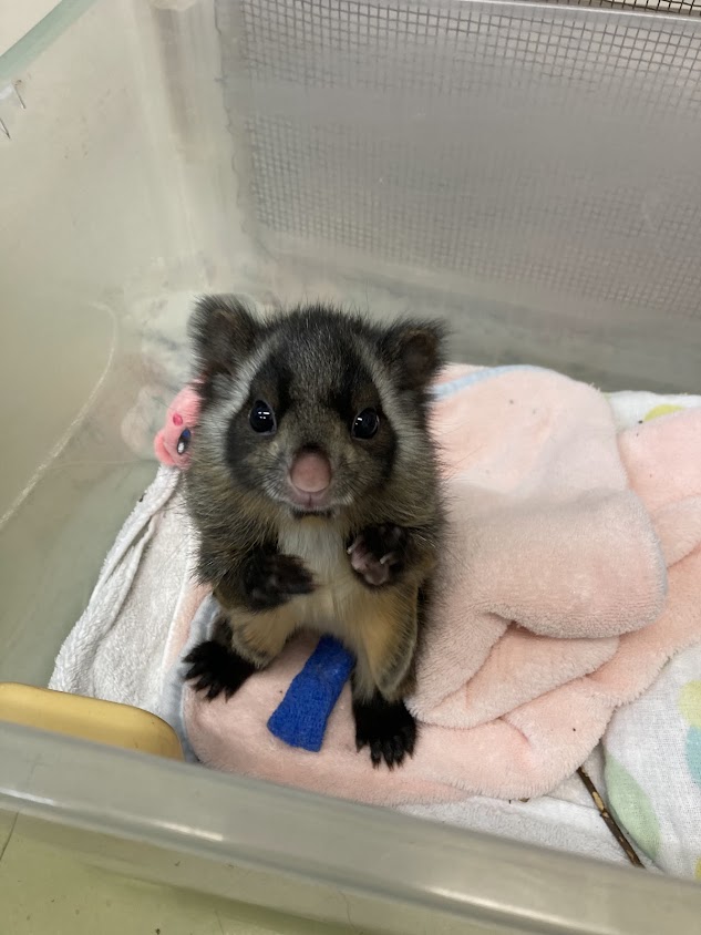 新動物病院建設のために皆様からいただいたご支援は、建築費として診療室や入院室の整備や、古くなった医療機器を最新のものへ更新するなどより良い医療を届けるために活用されます。ご支援が、動物たちの痛みを和らげ健康を取り戻す力になります。応援よろしくお願いします！
furusato-tax.jp/gcf/4153