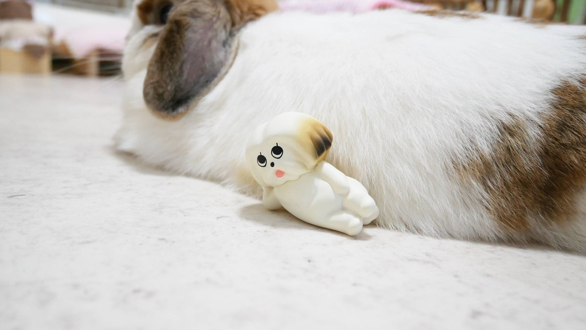 家のうさぎはよく犬に間違えられた🐰
だけどちょっとうれしかった🐶
モコゾウはシーズー✕ポメラニアンのミックス犬です。

#モコゾウフィギュアコレクション　#モコゾウ　#ケンエレファント
kawaiimono.hatenablog.com/entry/mokozofi…