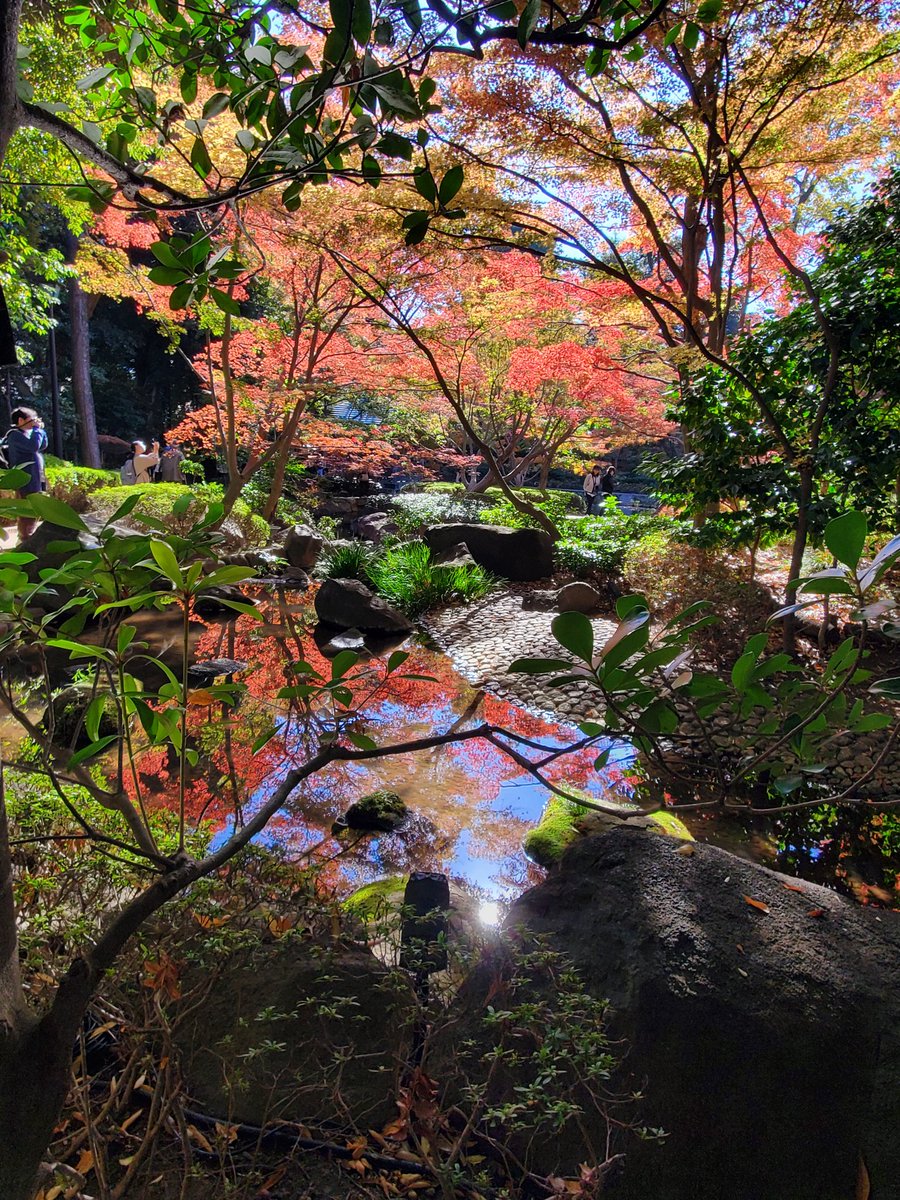 LiuYuYun4's tweet photo. 今日は良い天気ね(•ө•)♡
荻窪に紅葉を見に行きました。
まだ全て赤くはなっていませんでしたが、それでもとても綺麗でした！ https://t.co/uXj3SSi0C9