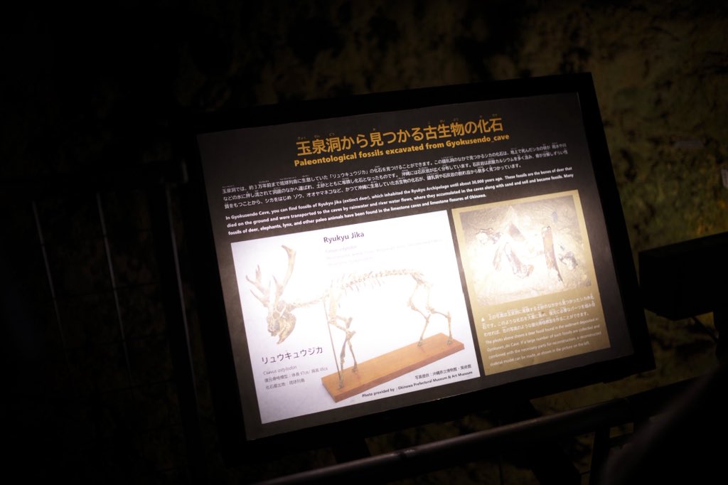 こんな姿に... #さまざまなまつじ #おきなわワールド #okinawa_swift