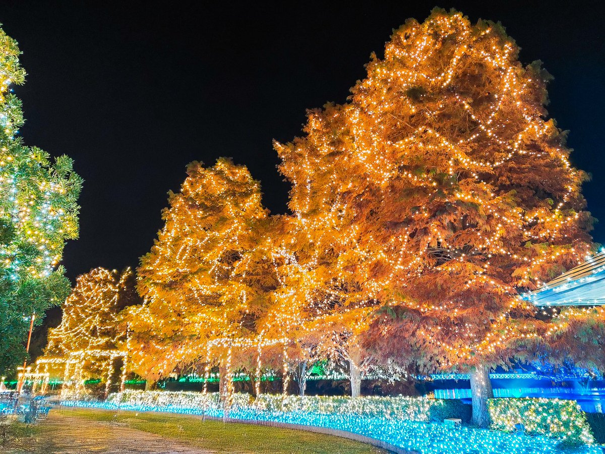 最終目的地は、かわちイルミネーションでした。今年も青いツリーを始めとして、キラキラしたイルミネーションが見れてよかったです✨これから冬にかけてイルミネーション写真が多くなると思いますが、よろしくお願いします🙏