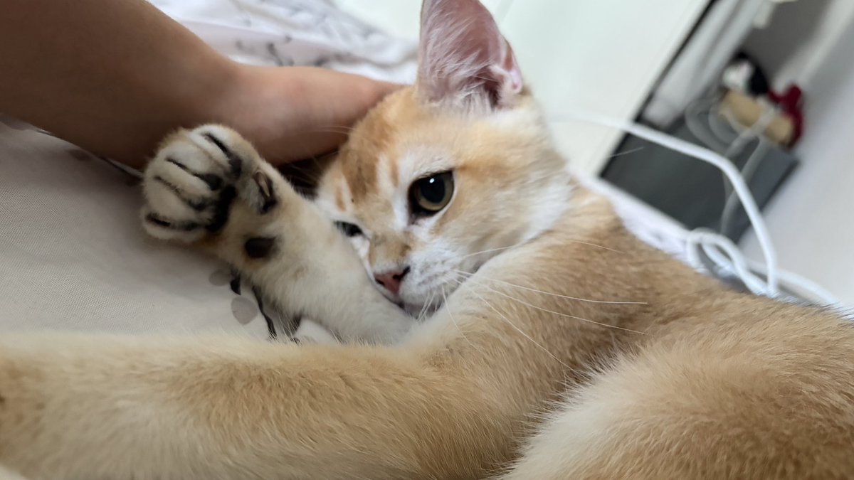 lailameera_'s tweet image. Compilation of nugget needing physical touch