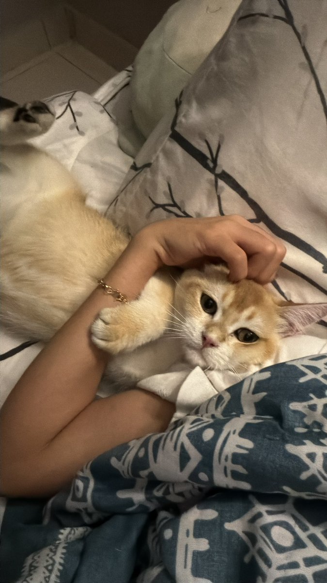 lailameera_'s tweet image. Compilation of nugget needing physical touch