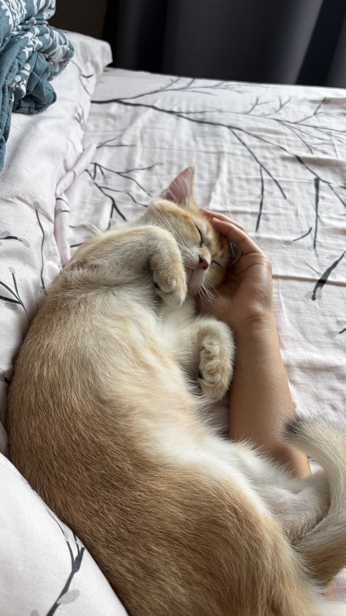 lailameera_'s tweet image. Compilation of nugget needing physical touch