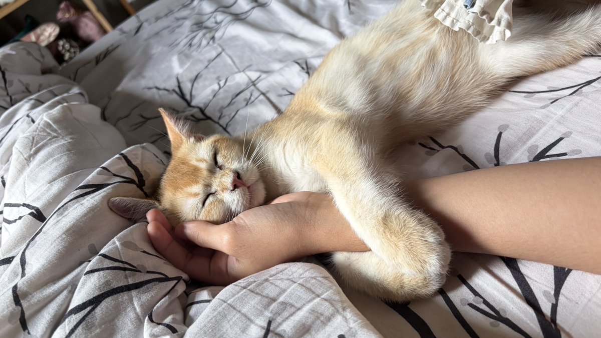 lailameera_'s tweet image. Compilation of nugget needing physical touch