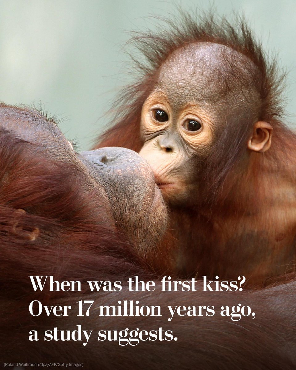 washingtonpost's tweet image. Researchers say they have uncovered evidence indicating that kissing does in fact have some evolutionary basis — and that it is an ancient trait we share with our ancestors. wapo.st/4pi4np0