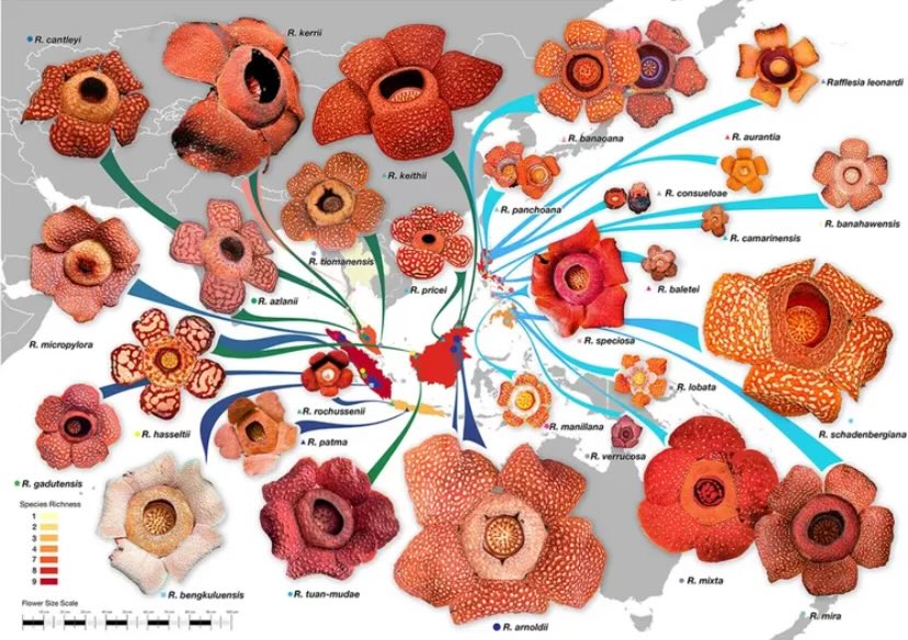tobetruue's tweet image. This map of rafflessia flower kinda looks like a collection of hole pics tbh but super cool!!!