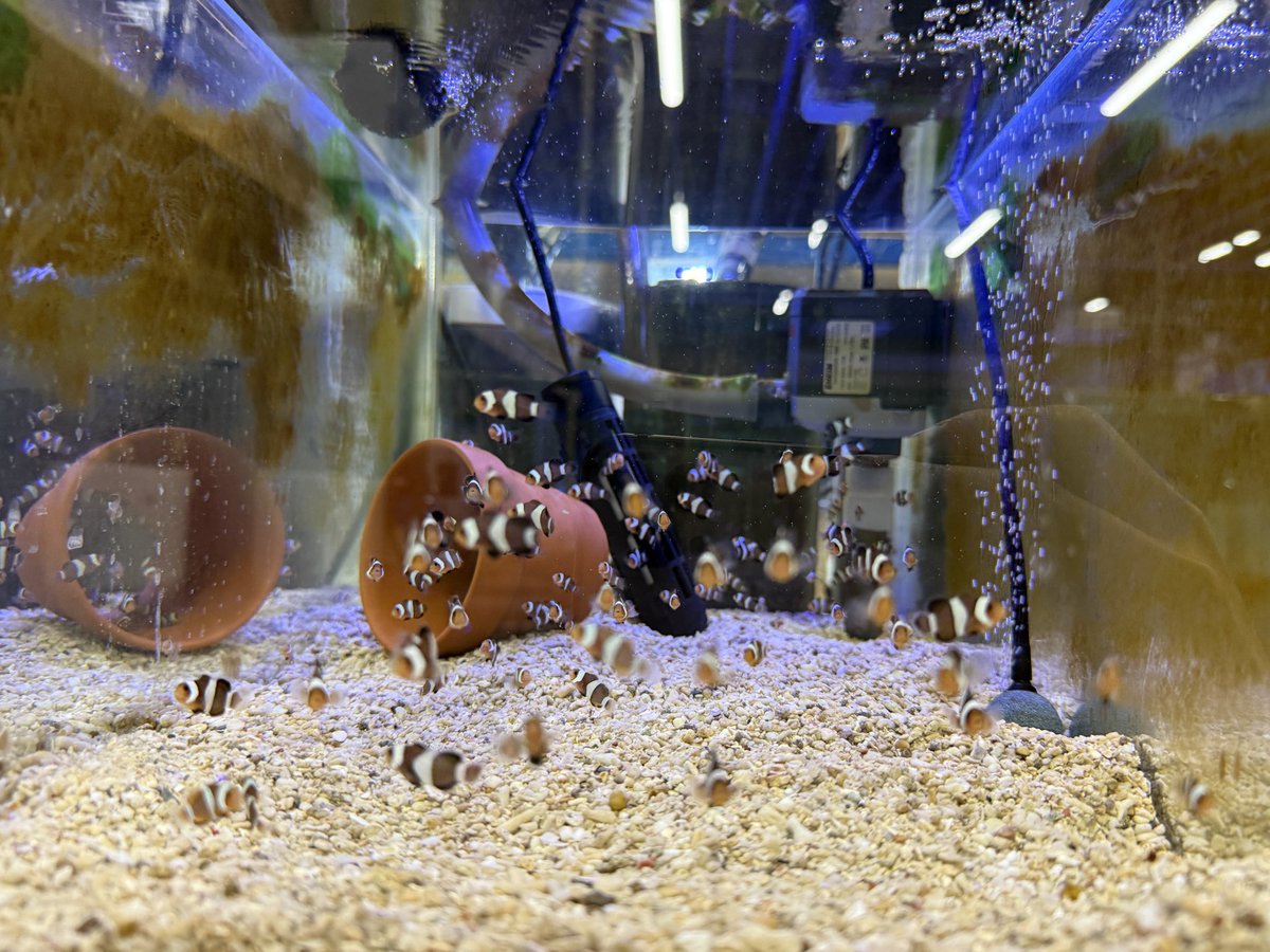 mitsu (@mitsu390) / Posts / X