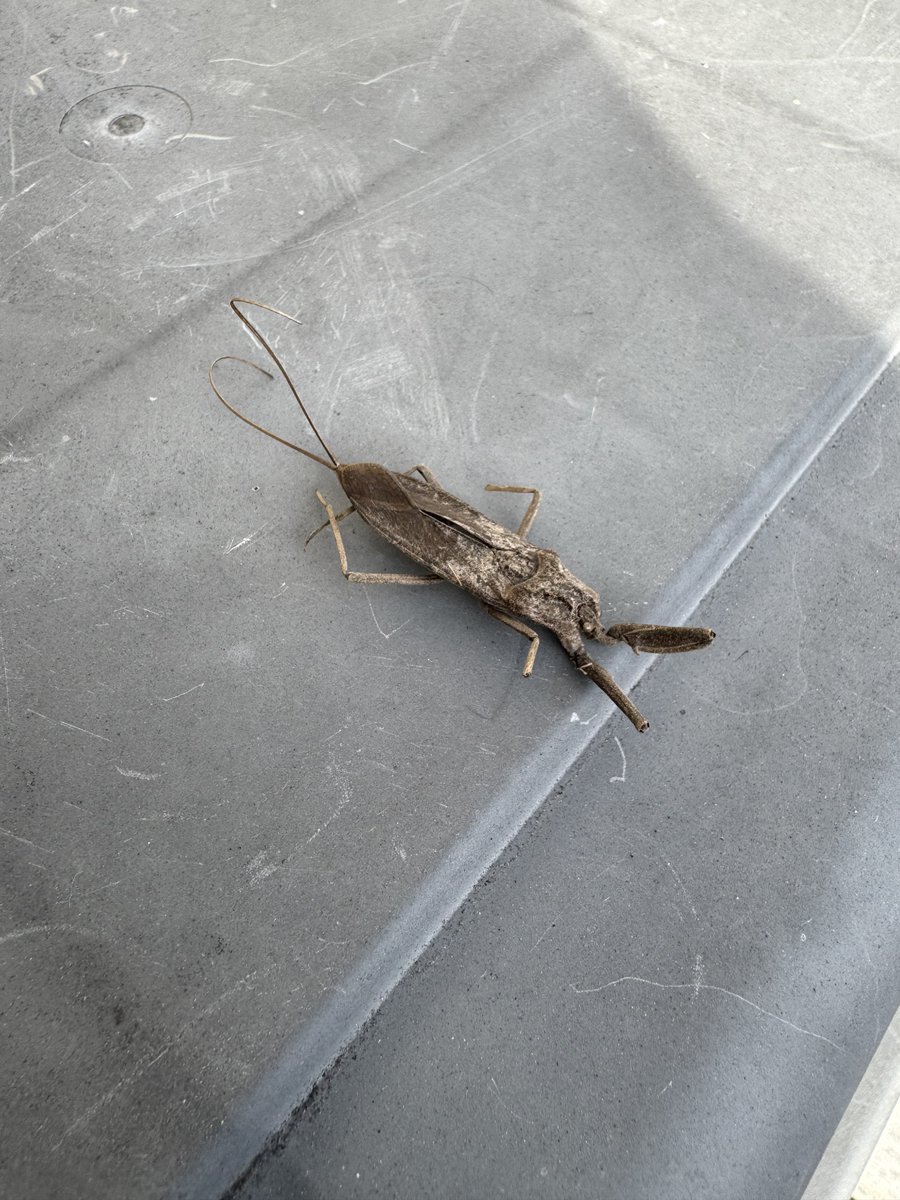 また挟まってると思ったら今度はタイコウチだよ…😅
君たち俺の車好きすぎだよ