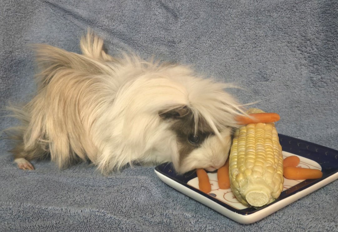 hockeyhamster's tweet image. How it started ➡️ how it&apos;s going