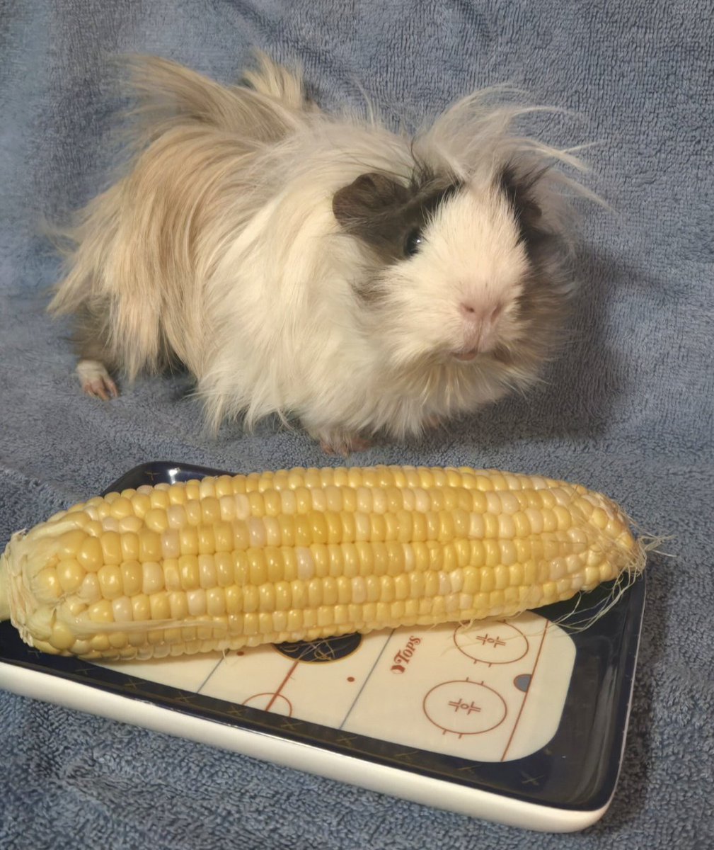 hockeyhamster's tweet image. How it started ➡️ how it&apos;s going