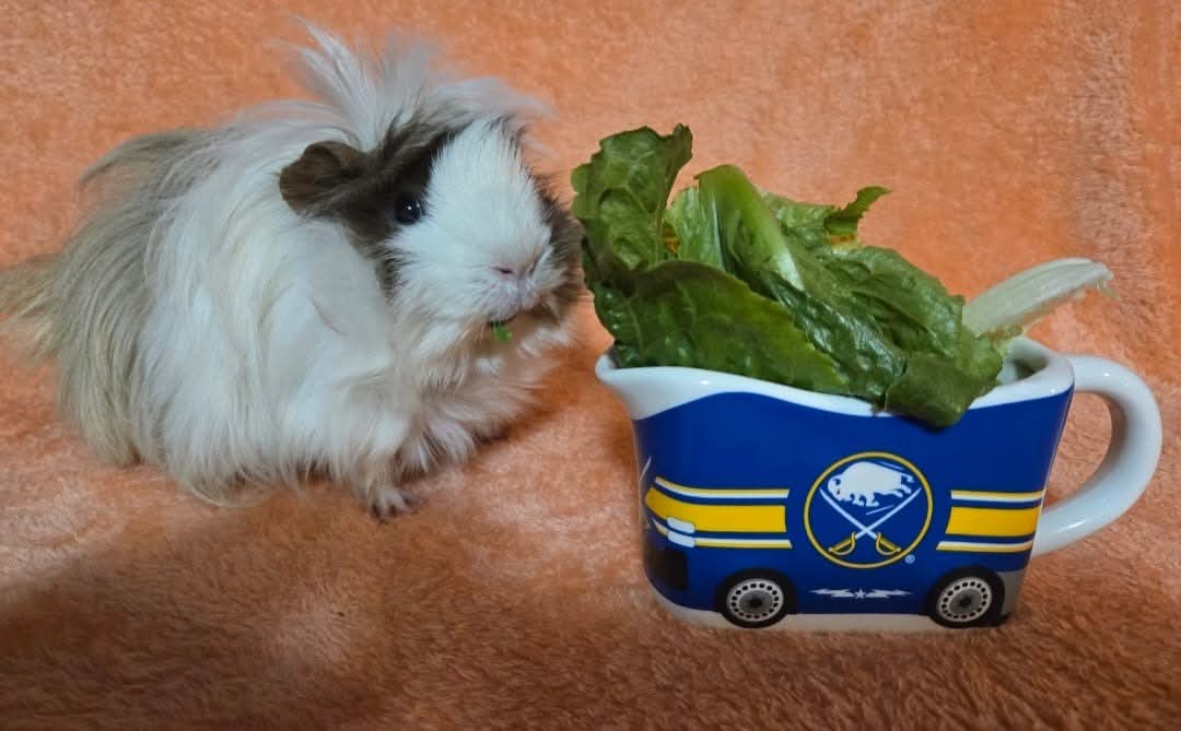 hockeyhamster's tweet image. How it started ➡️ how it&apos;s going