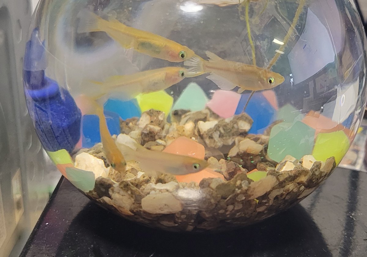 かわいいもんですね🐟