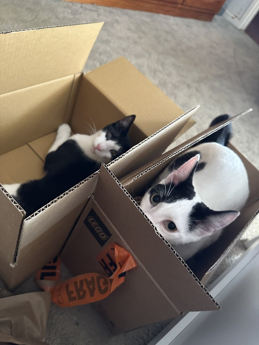 Cottees's tweet photo. I got a few more Lego sets. Did it to get the free boxes for the kittens. Oh, and the Sega Genesis controller too. https://t.co/Cg4HDdjEdi