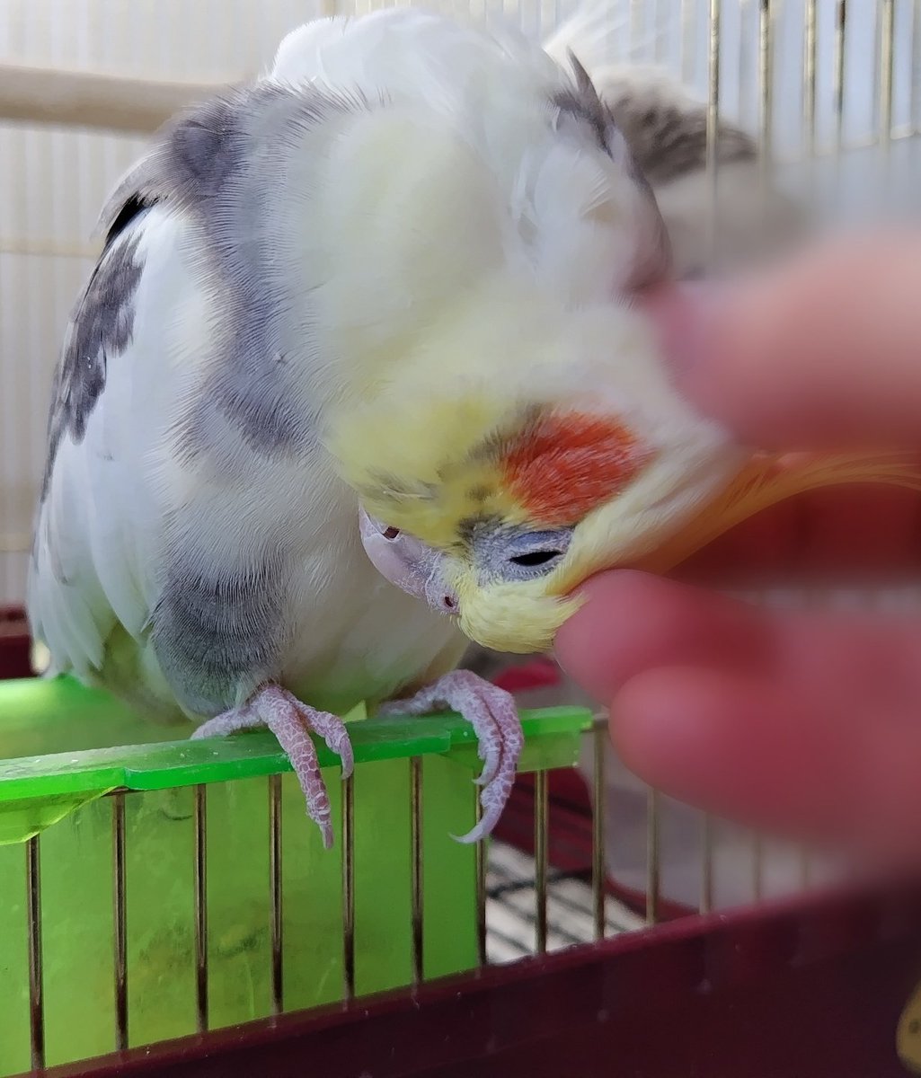なつ君撫でさせて〜😉
🐦️やんのかぁこらぁ💢
🐦️〜💕

#オカメインコ
#インコ
#飼い主の勝ち✌️