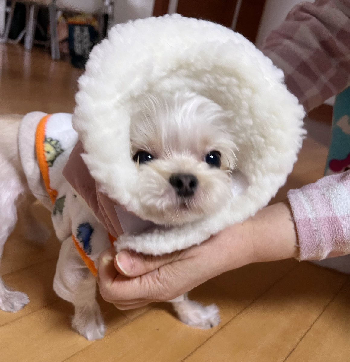 모자 쓰고싶지않은 완두
(지금은 익숙해져서 잘 써요)
