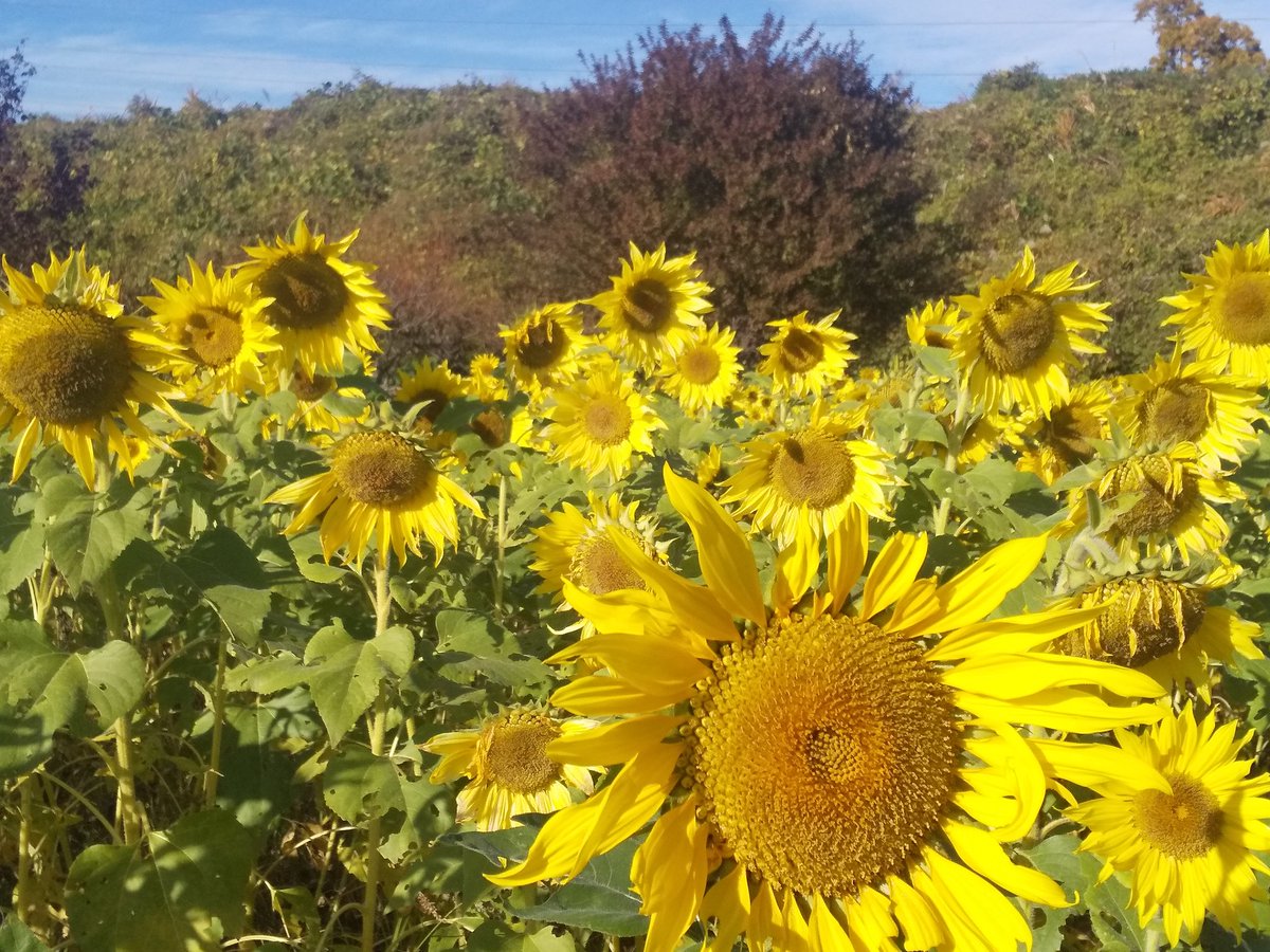 紅葉🍁を見に来たけど、途中で向日葵畑発見❗ 11月下旬の満開の向日葵