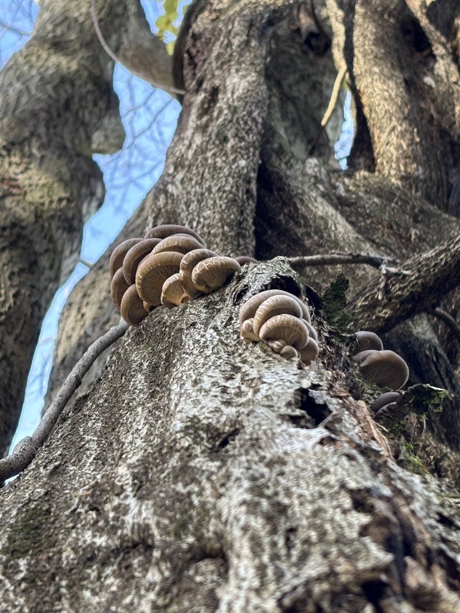 雫の森…。
晩秋の…宴…。😌