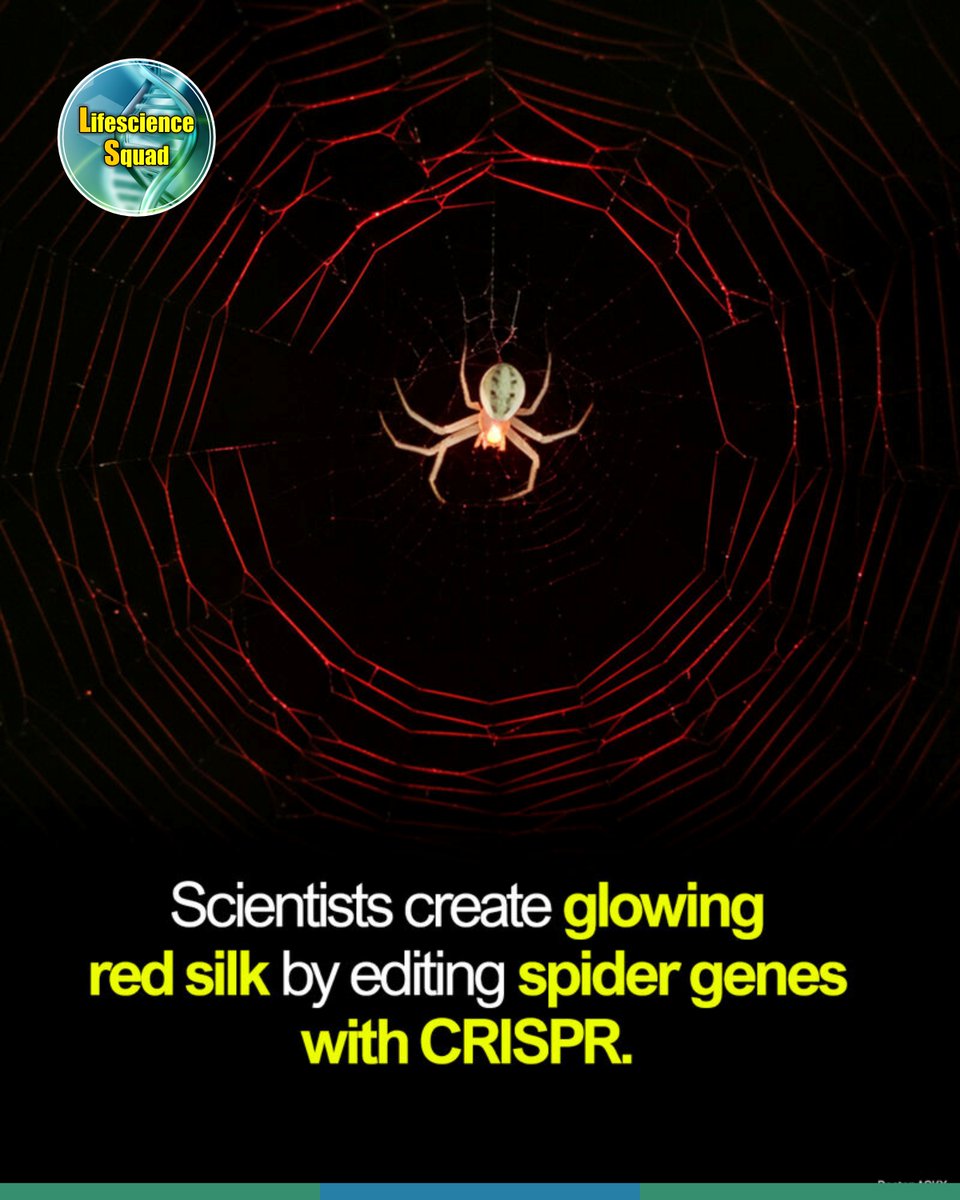 lifesciencesqua's tweet image. 🧬🕷️ CRISPR Makes a Spider That Spins Glowing Red Silk!

Scientists used CRISPR-Cas9 to create the first gene-edited spider, producing fluorescent red silk.

A tiny glow - a big leap for future biomaterials.

#CRISPR #SpiderSilk #Biotech #LifescienceSquad