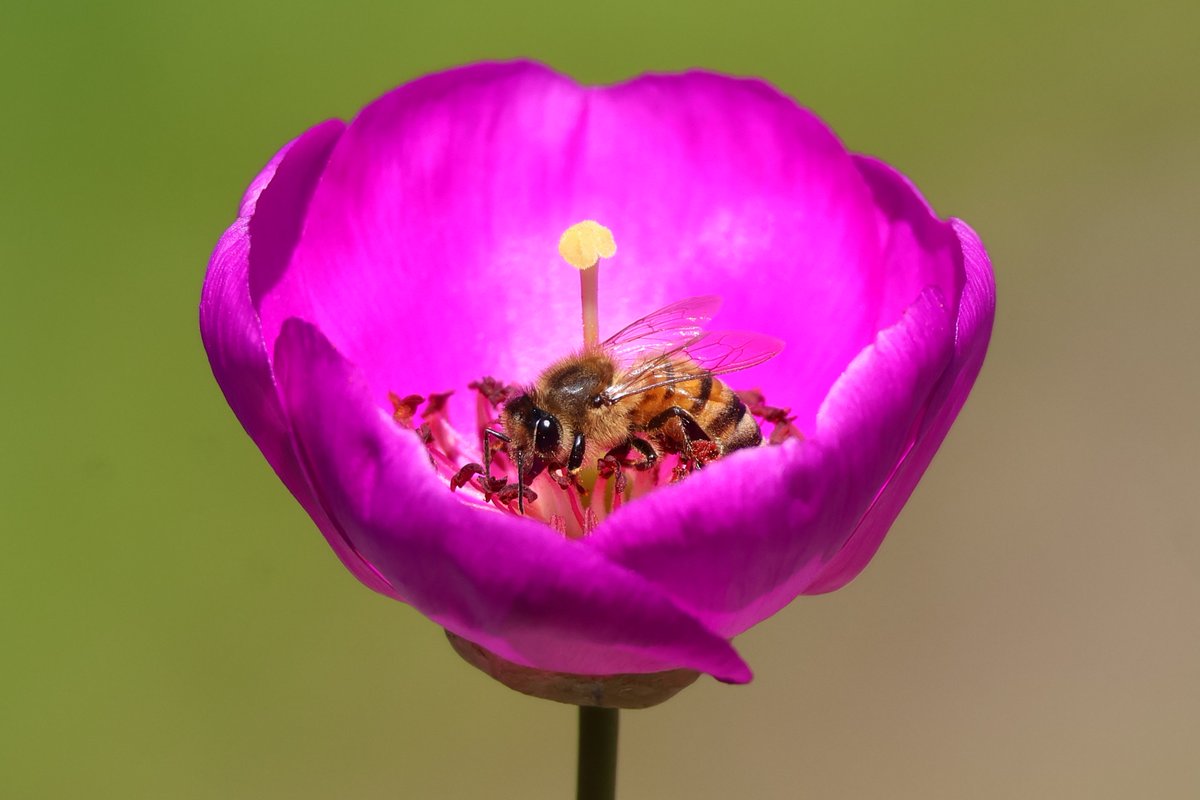 🌱PowerfulPickles.xch🌱 tweet media