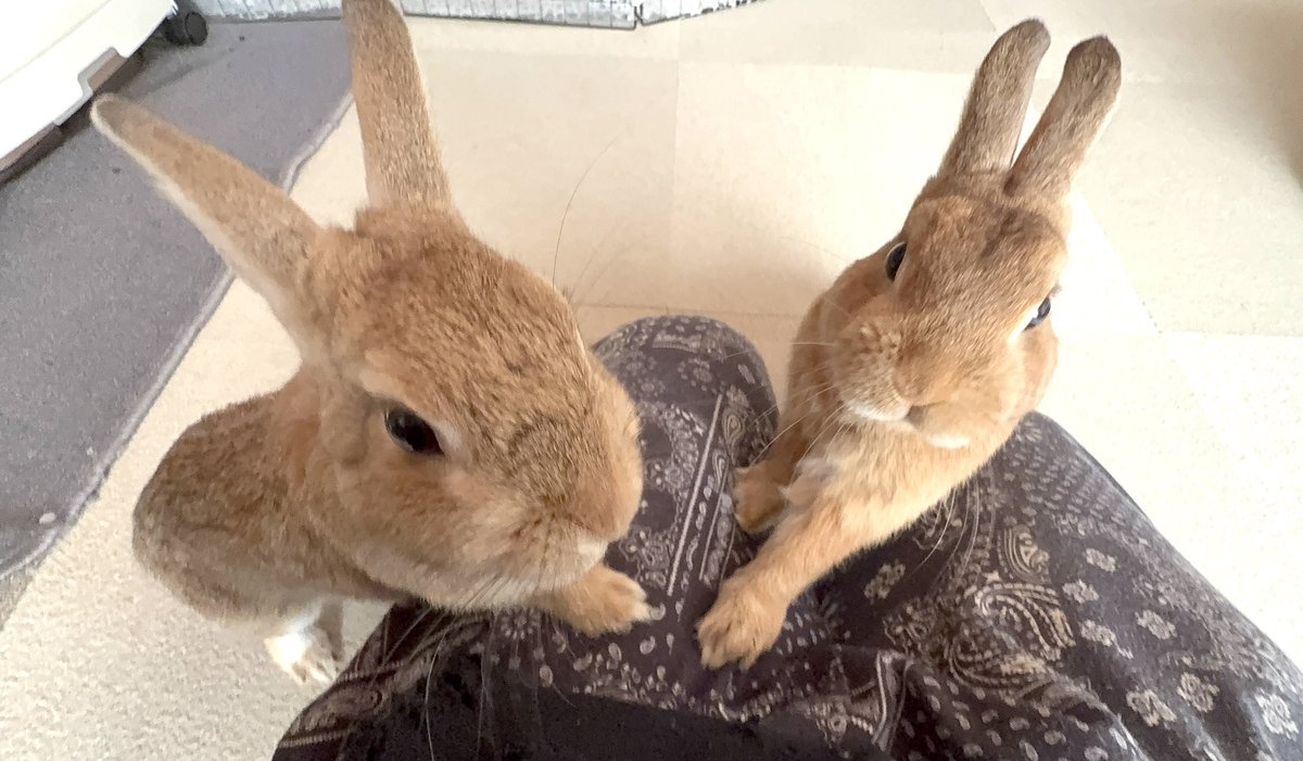 夫婦で圧をかけてくる🐰🐰✨