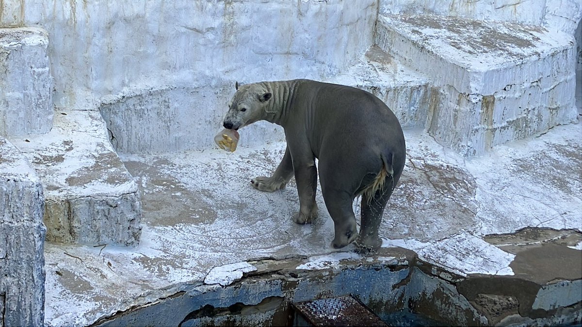kazurin_star31's tweet image. 氷のおやつをもらったホウちゃん🐻‍❄️

黒色の入れ物に入った氷を手に入れるのに
何度も落とそうとチャレンジしてゲットできました😊

2025.11.23

#ホウちゃん #ホッキョクグマ #polarbear  #天王寺動物園