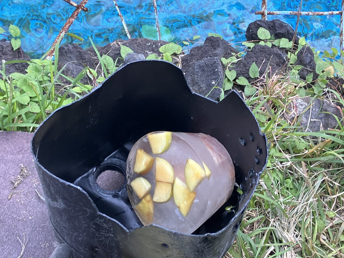 kazurin_star31's tweet image. 氷のおやつをもらったホウちゃん🐻‍❄️

黒色の入れ物に入った氷を手に入れるのに
何度も落とそうとチャレンジしてゲットできました😊

2025.11.23

#ホウちゃん #ホッキョクグマ #polarbear  #天王寺動物園