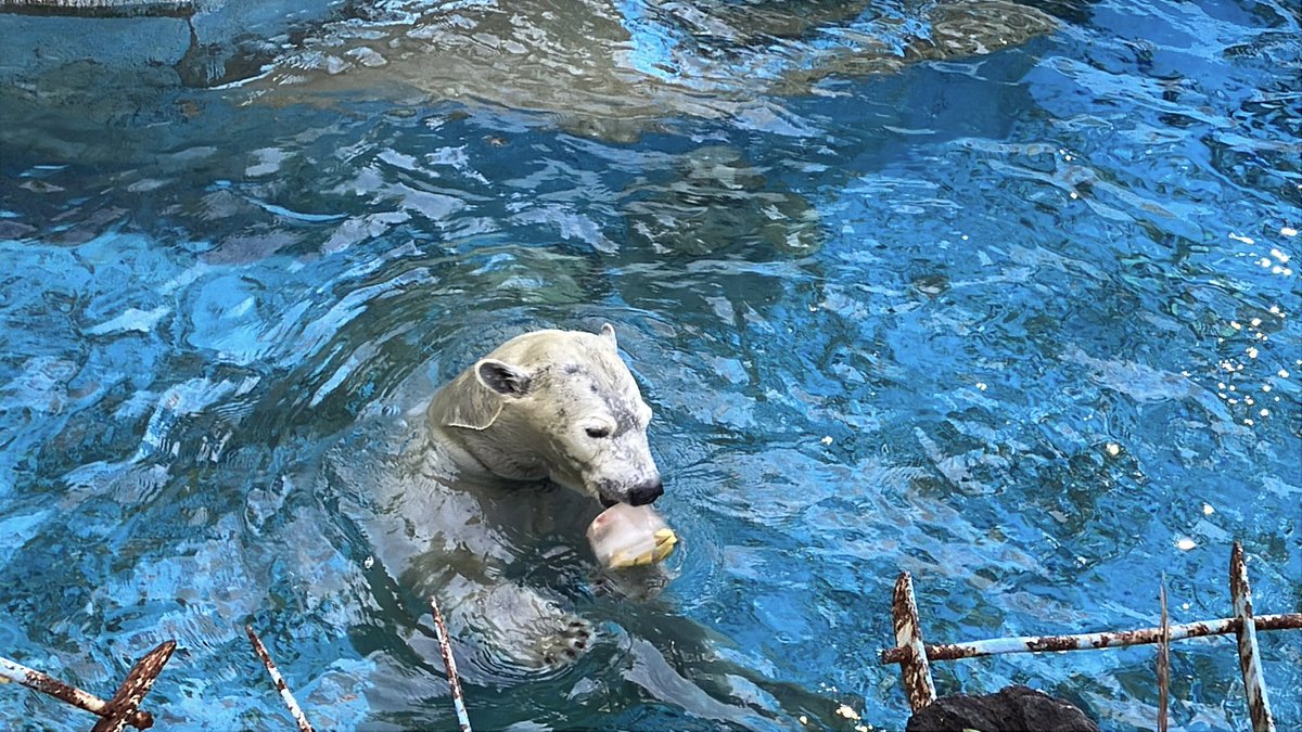 kazurin_star31's tweet image. 氷のおやつをもらったホウちゃん🐻‍❄️

黒色の入れ物に入った氷を手に入れるのに
何度も落とそうとチャレンジしてゲットできました😊

2025.11.23

#ホウちゃん #ホッキョクグマ #polarbear  #天王寺動物園