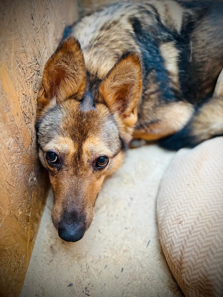 NAJBARDZIEJ PRZERAŻONA !! 😰💔💔
Wciska się w kąt budy i próbuje ZNIKNĄĆ!!
Przeraźliwie cierpi… 😭
Nie potrafi o siebie zawalczyć.
KAPIBARA. 🥺
Delikatna, potulna i cicha…
Przelękniona, zamknięta w sobie. 😥
Podle skrzywdzona przez człowieka.
Człowiek krzyczał 🤬, przeganiał