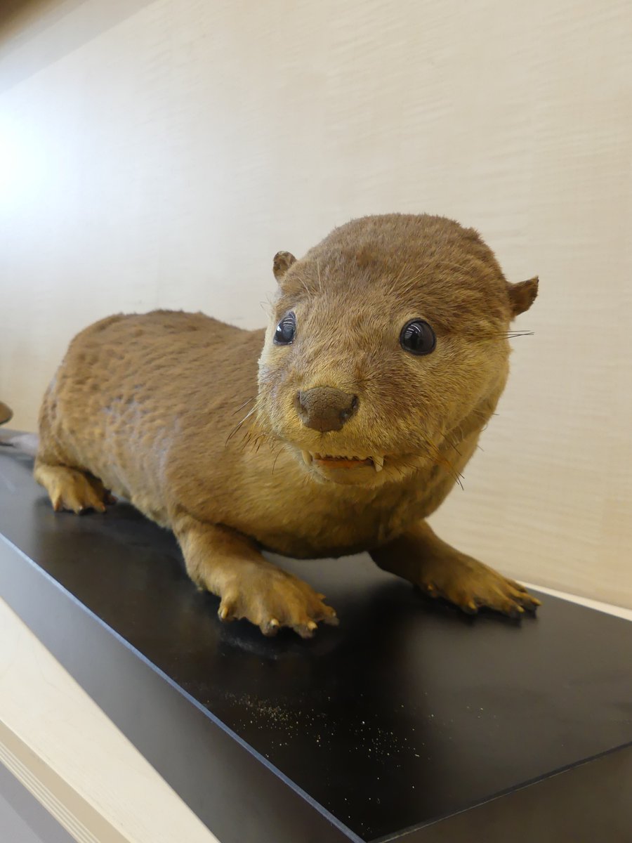 ニホンカワウソ