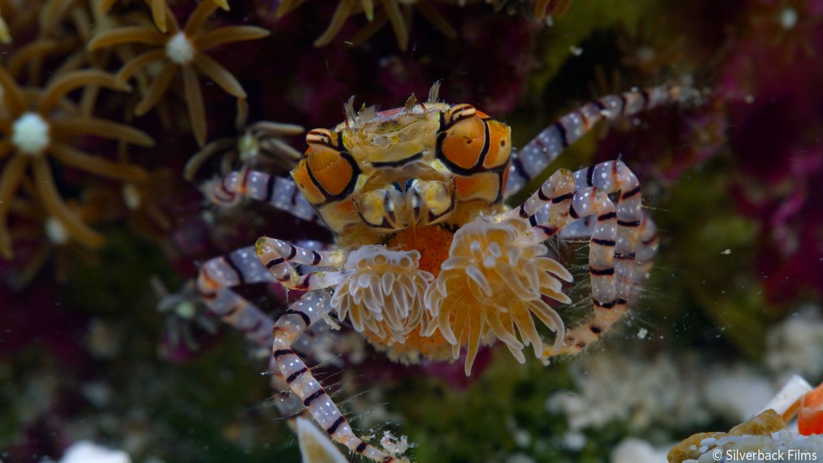 nhk_darwin's tweet image. ＼ダーウィンクイズ／

まるでチアリーディングのポンポンのようなものをつかんでいるキンチャクガニ

このポンポン、一体何だと思いますか❓🤔❓

答えは明日朝8時のポストで！

🟧⏰30日 日曜夜7時30分～🟧
『ピンチを乗り切れ！ 子育てサバイバル』
nhk.jp/darwin/

#ダーウィンが来た